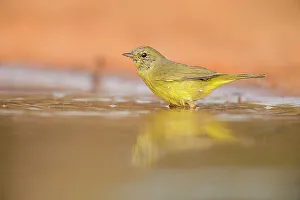 Wading Prints: Golden-crowned warbler (Basileuterus culicivorus)