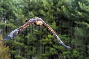 Eagle Prints: Golden Eagle (Aquila chrysaetos) - captive bred, Ontario, Canada
