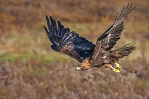 Eagle Prints: Golden Eagle (Aquila chrysaetos) - captive bred