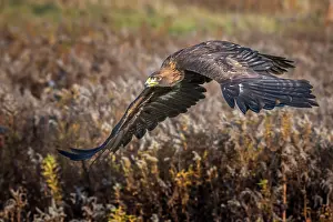 Eagle Prints: Golden Eagle (Aquila chrysaetos) - captive bred