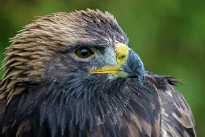 Eagle Prints: Golden Eagle (Aquila chrysaetos), Ontario, Canada