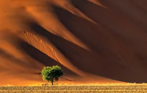 Sossusvlei Prints: Golden light and shadows on a towering dand dune
