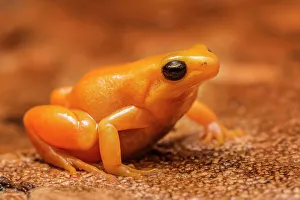 Golden Mantella (Mantella aurantiaca) - captive, Ontario, Canada