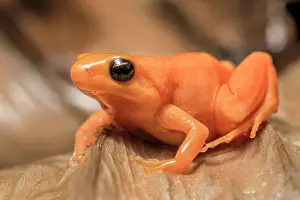 Captive Bred Prints: Golden Mantella (Mantella aurantiaca) is a frog species endemic to Madagascar - captive bred