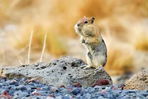 Rodent Prints: Golden-mantled ground squirrel, Callospermophilus lateralis, USA