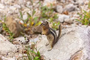 Rodent Prints: The golden-mantled ground squirrel (Callospermophilus lateralis) on the trail leading to Edith Cavell Pond
