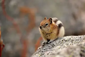 Striped Prints: Golden mantled ground squirrel (Spermophilus lateralis), Jasper NP, Alberta, Canada
