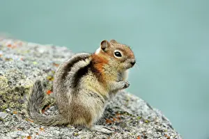 Observant Prints: Golden mantled ground squirrel (Spermophilus lateralis)