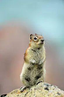 Observant Prints: Golden mantled ground squirrel (Spermophilus lateralis)