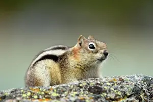 Observant Prints: Golden mantled ground squirrel (Spermophilus lateralis)