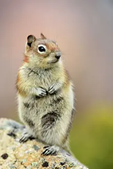 Environmental Prints: Golden mantled ground squirrel (Spermophilus lateralis)