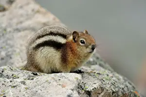 Striped Prints: Golden mantled ground squirrel (Spermophilus lateralis), Jasper NP, Alberta, Canada
