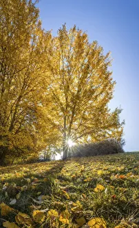 Rays Of Light Prints: Golden morning in Engenhahn im Taunus, Engenhahn, Niedernhausen, Hesse, Germany