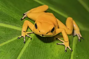 Captive Bred Prints: Golden Poison Frog (Phyllobates terribilis) - captive bred