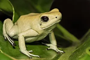 Captive Bred Prints: Golden Poison Frog (Phyllobates terribilis) mint pahse - captive bred