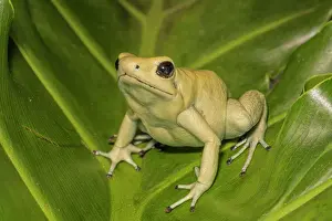 Captive Bred Prints: Golden Poison Frog (Phyllobates terribilis) mint pahse - captive bred