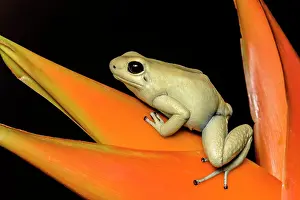 Captive Bred Prints: Golden Poison Frog (Phyllobates terribilis) mint pahse - captive bred