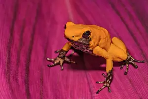 Dart Frogs Prints: Golden Poison Frog (Phyllobates terribils) is the deadliest frog in the world