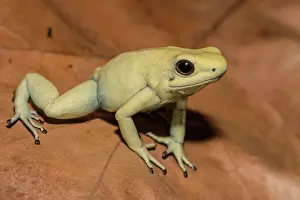 Dart Frogs Prints: Golden Poison Frog (Phyllobates terribils) is the deadliest frog in the world