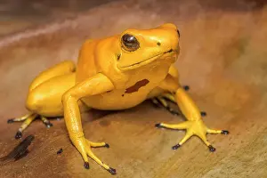 Dart Frogs Prints: Golden Poison Frog (Phyllobates terribils) is the deadliest frog in the world