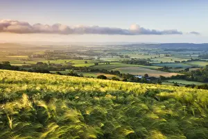 Corn Prints: Golden ripened corn growing in a hilltop field in rural Devon, England