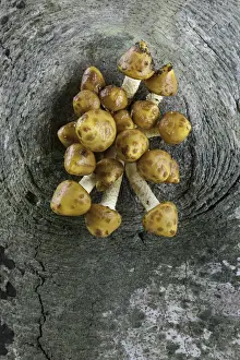 Mycology Prints: Golden Scalycap (Pholiota aurivella) emerging from, Beech (Fagus sylvatica) trunk