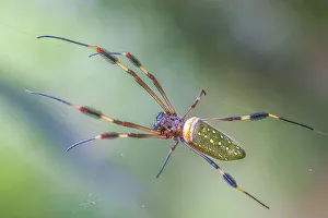 Spider Prints: Golden Silk Orb-weaver (Trichonephila clavipes), Costa Rica