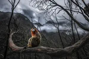 Monkey Prints: golden snub-nosed monkey (Rhinopithecus roxellana) in Qinling mountains, Sichuan, China