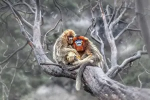 Monkey Prints: golden snub-nosed monkey (Rhinopithecus roxellana) in Qinling mountains, Sichuan, China