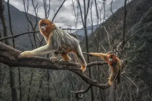 Monkey Prints: golden snub-nosed monkey (Rhinopithecus roxellana) in Qinling mountains, Sichuan, China