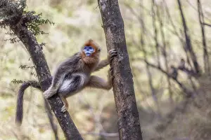 Iucn Prints: golden snub-nosed monkey (Rhinopithecus roxellana) in Qinling mountains, Sichuan, China