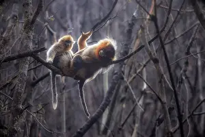 Monkey Prints: golden snub-nosed monkey (Rhinopithecus roxellana) in Qinling mountains, Sichuan, China