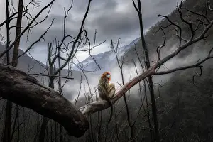 Monkey Prints: golden snub-nosed monkey (Rhinopithecus roxellana) in Qinling mountains, Sichuan, China