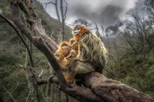 Monkey Prints: golden snub-nosed monkey (Rhinopithecus roxellana) in Qinling mountains, Sichuan, China
