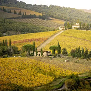 Wine Tasting Prints: Golden vineyards in Chianti Region, autumn in Tuscany, Italy