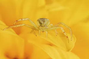Insects Prints: Goldenrod Crab Spider (Misumena vatia), Ontario, Canada
