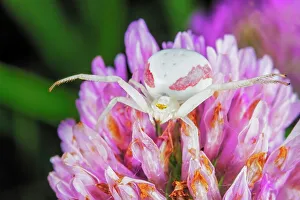Spider Prints: Goldenrod Crab Spider (Misumena vatia) - female, Ontario, Canada