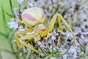 Spider Prints: Goldenrod Crad Spider (Misumena vatia), Thornton, Ontario, Canada