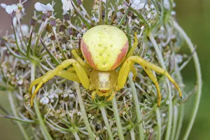 Spider Prints: Goldenrod Crad Spider (Misumena vatia), Thornton, Ontario, Canada