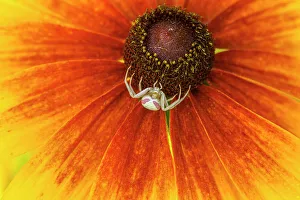 Spiders Prints: Goldenrod spider (wite phase) on a rudbeckia flower, Greater Sudbury, Ontario, Canada