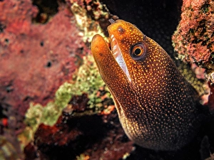Eels Prints: Goldentail Moray Eel (Gymnothorax miliaris)