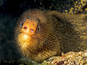 Eels Prints: Goldentail Moray Eel (Gymnothorax miliaris)