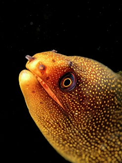 Eels Prints: Goldentail Moray Eel (Gymnothorax miliaris)