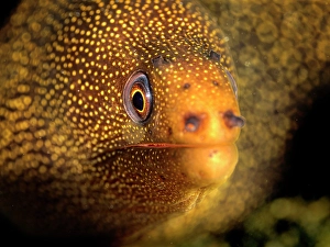 Eels Prints: Goldentail Moray Eel (Gymnothorax miliaris)