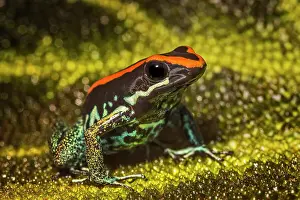Captive Bred Prints: Golfodulcean Poison-arrow Frog (Phyllobates vittatus) - captive bred