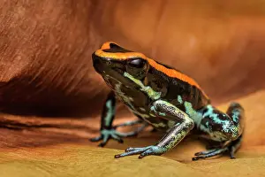 Captive Bred Prints: Golfodulcean Poison-arrow Frog (Phyllobates vittatus) - captive bred