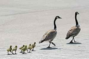 Winnipeg Prints: Goose family walking down a paved street Winnipeg, Manitoba, Canada