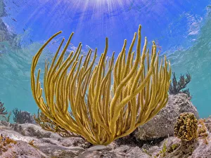 Gorgonians Prints: Gorgonian soft coral at Barefoot Beach, Grand Cayman, Cayman Islands, British West Indies