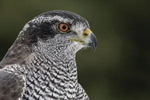 Hawk Prints: Goshawk (Accipiter gentilis) - captive, Ontario, Canada