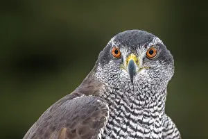 Hawk Prints: Goshawk (Accipiter gentilis) - captive